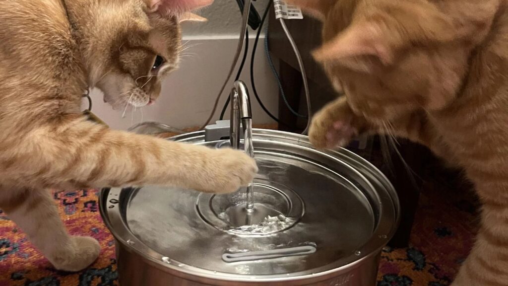 Cat water fountain