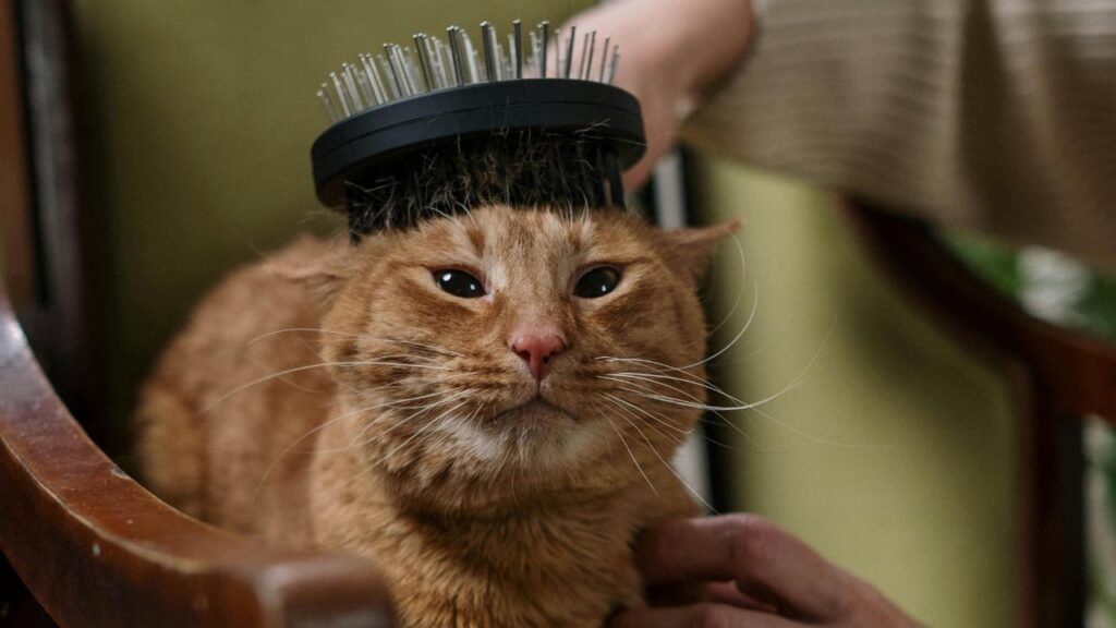 Cat Grooming Brush