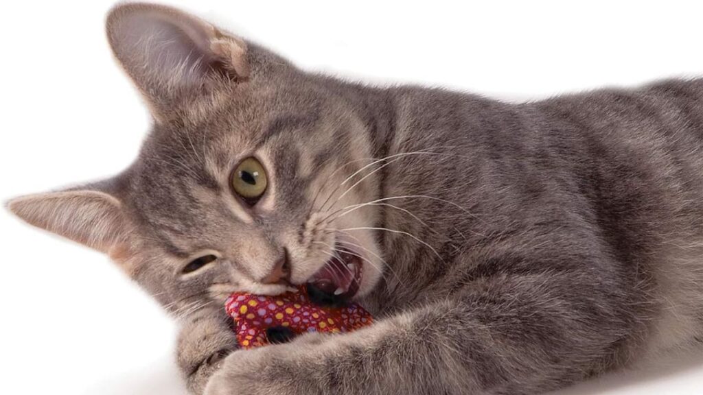 Catnip Chew Dental Product