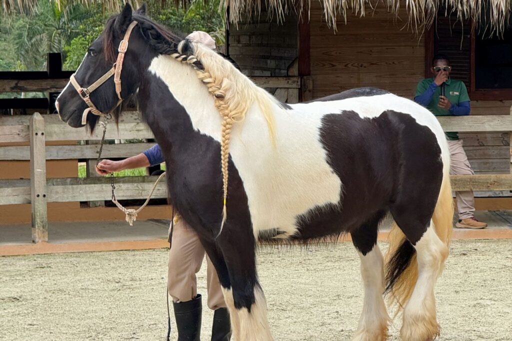 gypsy vanner