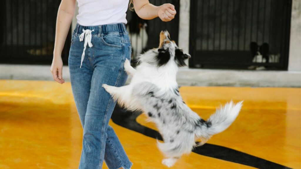 Energetic Dog