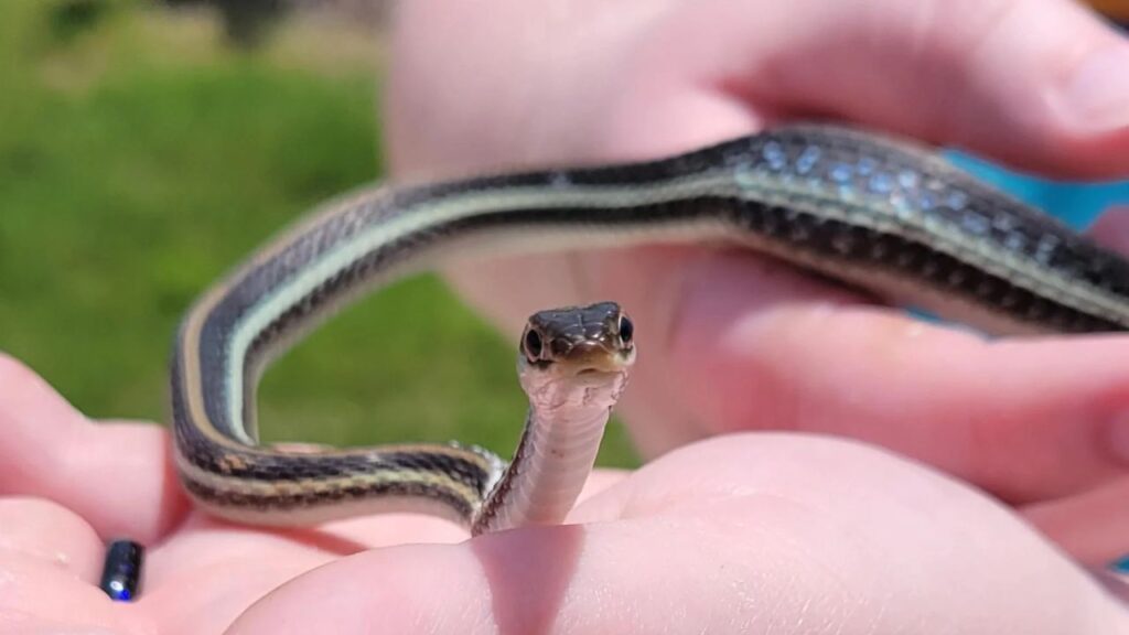 Western Ribbon Snake