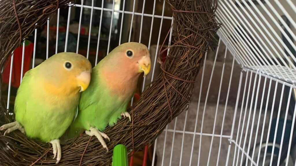 LoveBirds