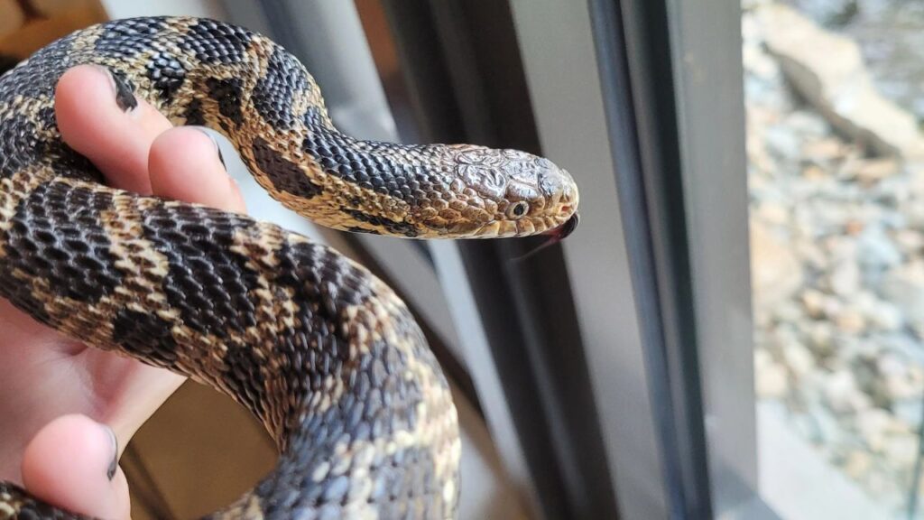 Western Fox Snake