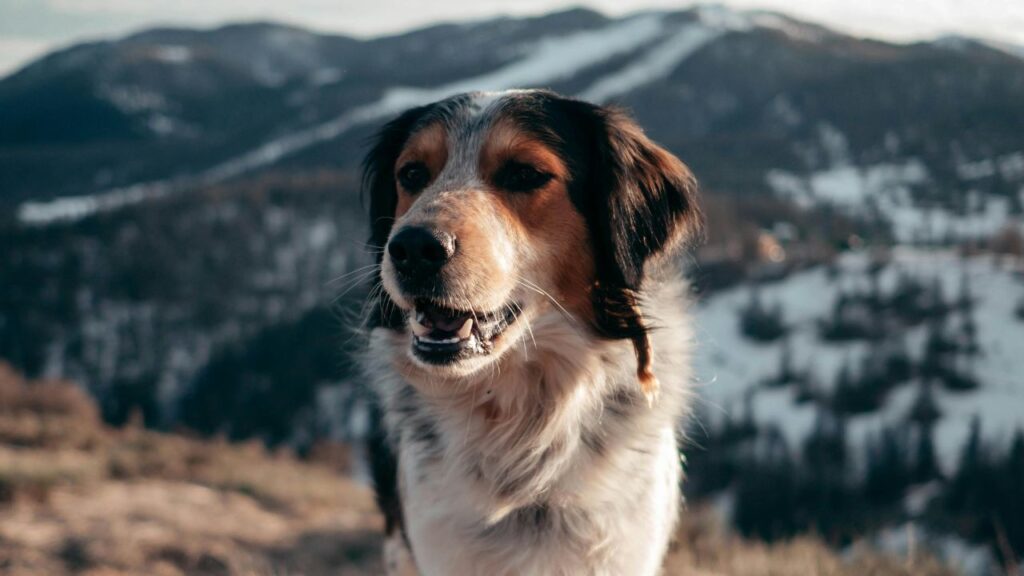 Australian Shepherd