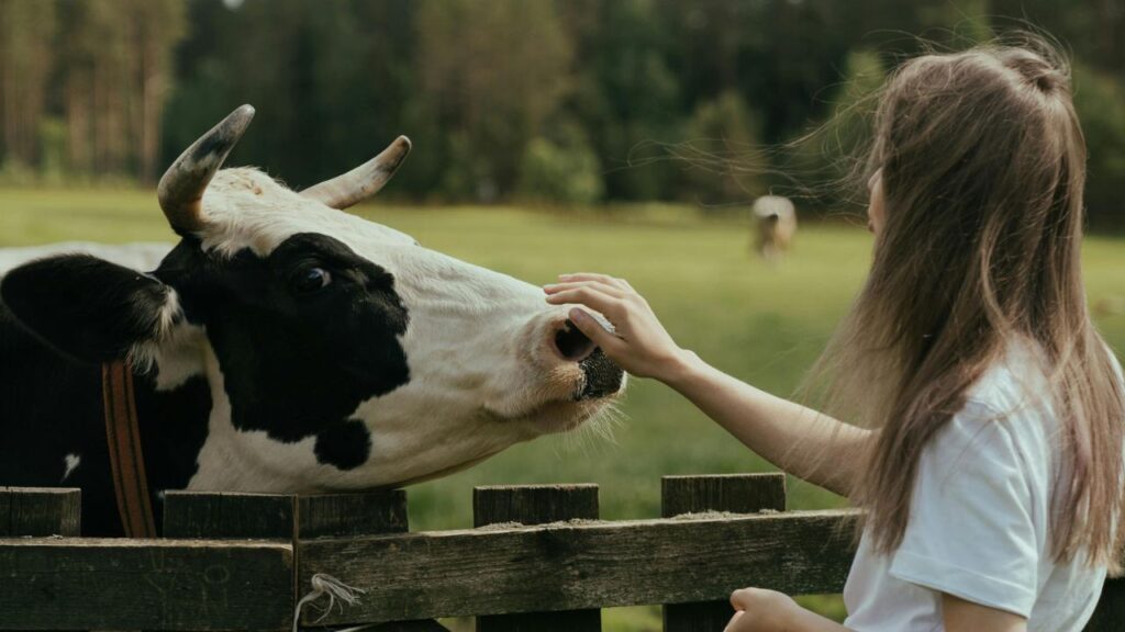 Cow with Woman