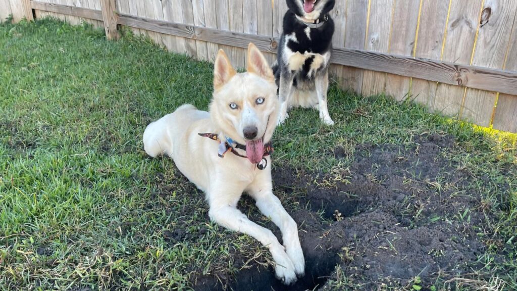 Siberian Husky digging