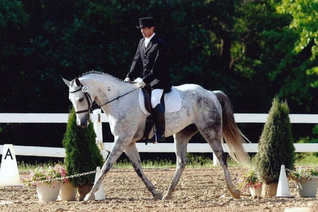 warmblood