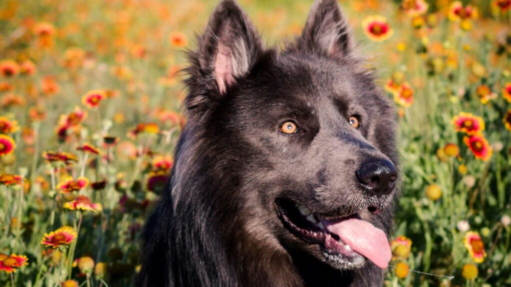 Blue Bay Shepherd
