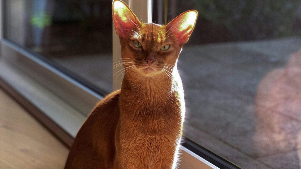 Abyssinian cat
