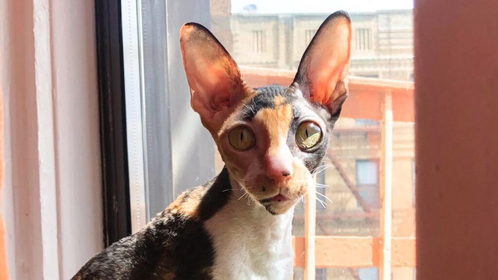 Cornish Rex Cat near window