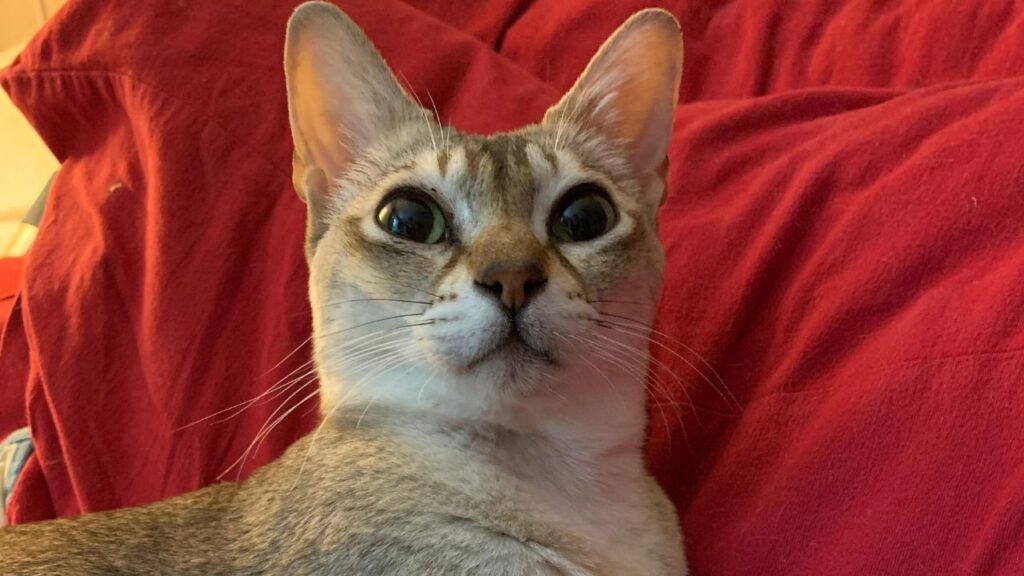 Singapura Cat