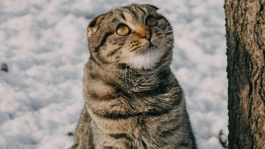 Scottish Fold in snow