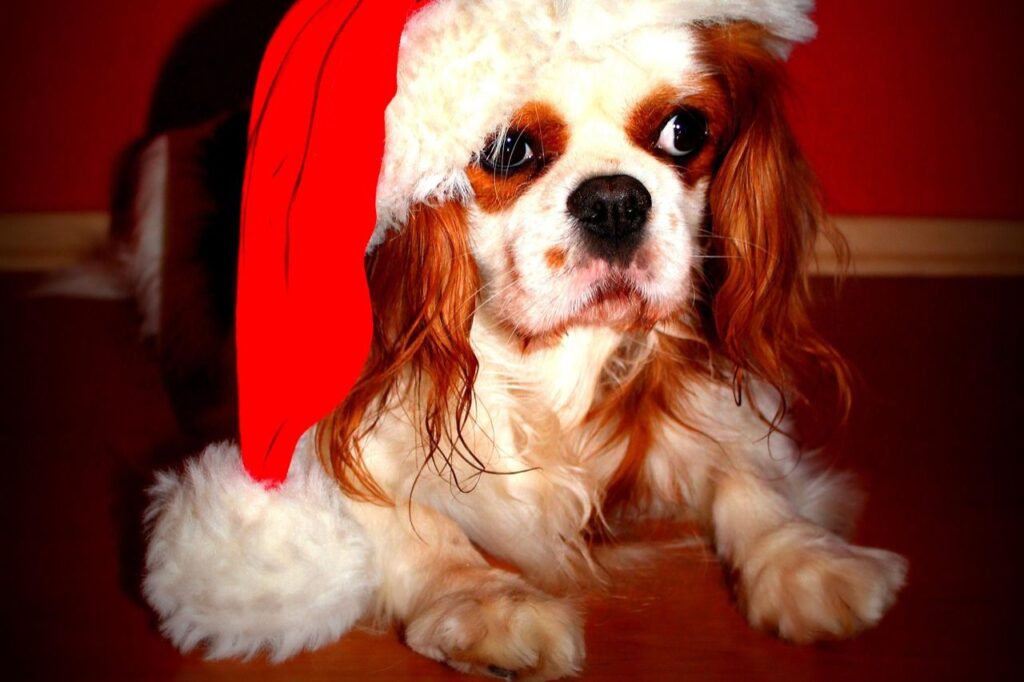 cavalier