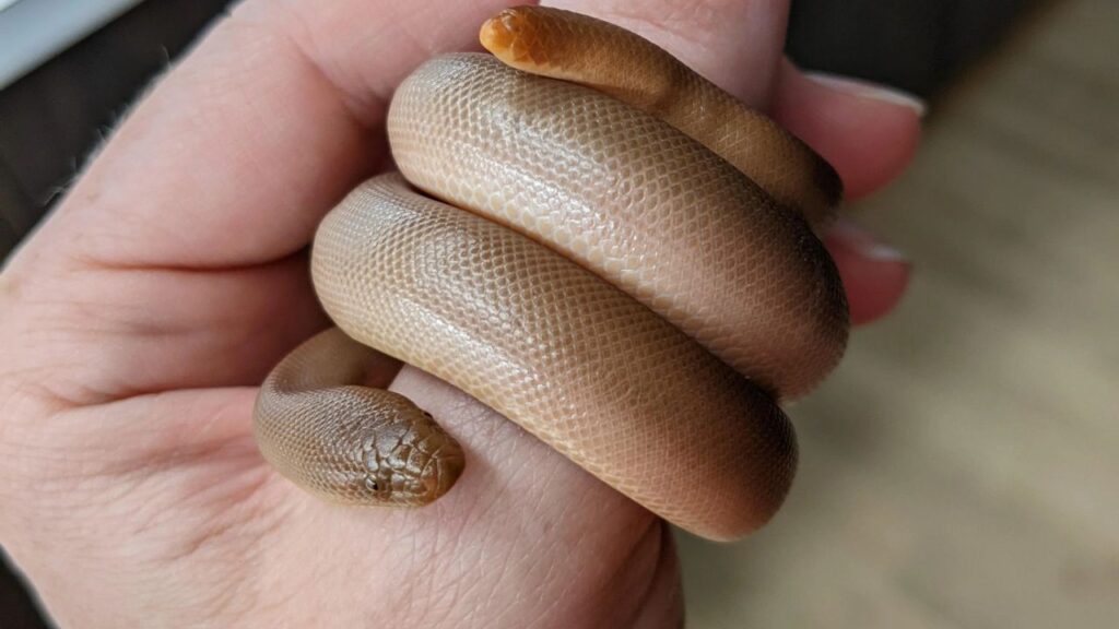 Rubber Boa
