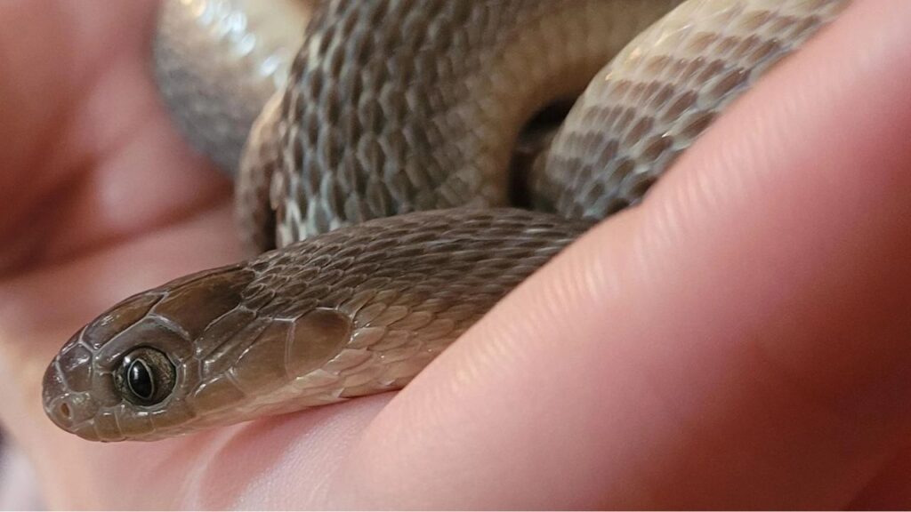 African egg eating snake