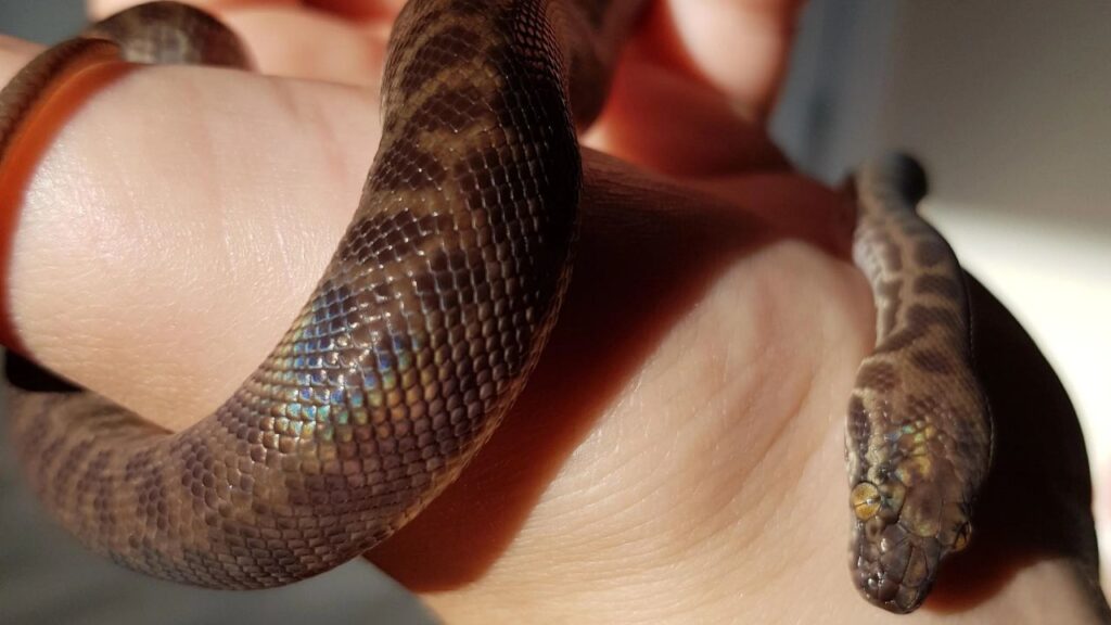 Children's Python