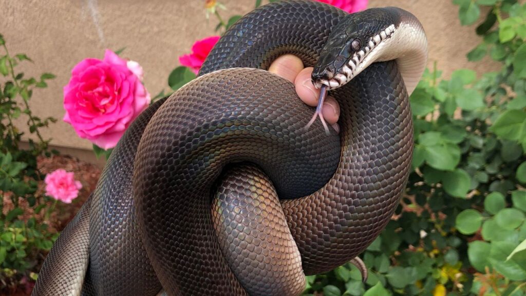 female southern white lipped python