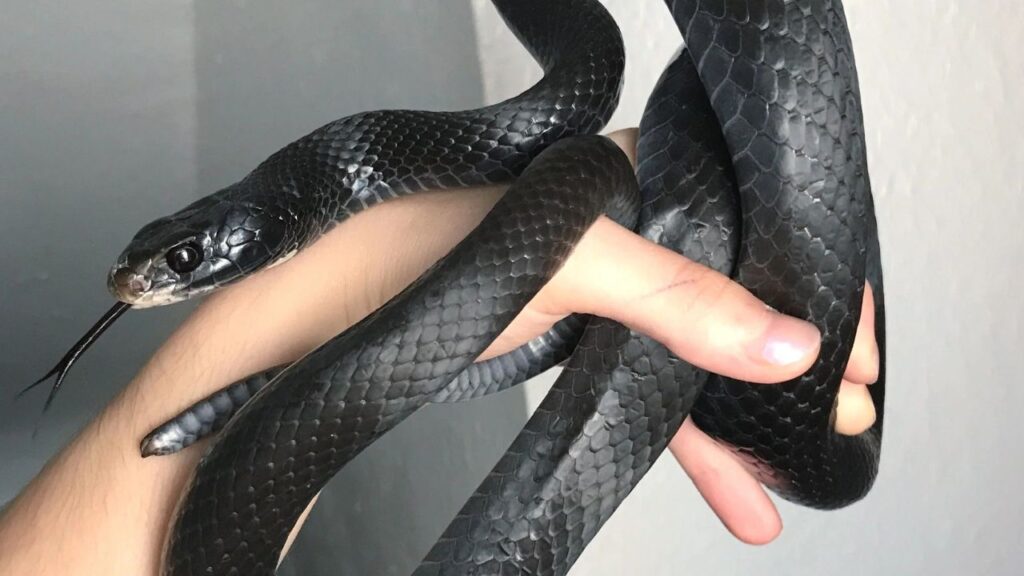 Black Racer Snake