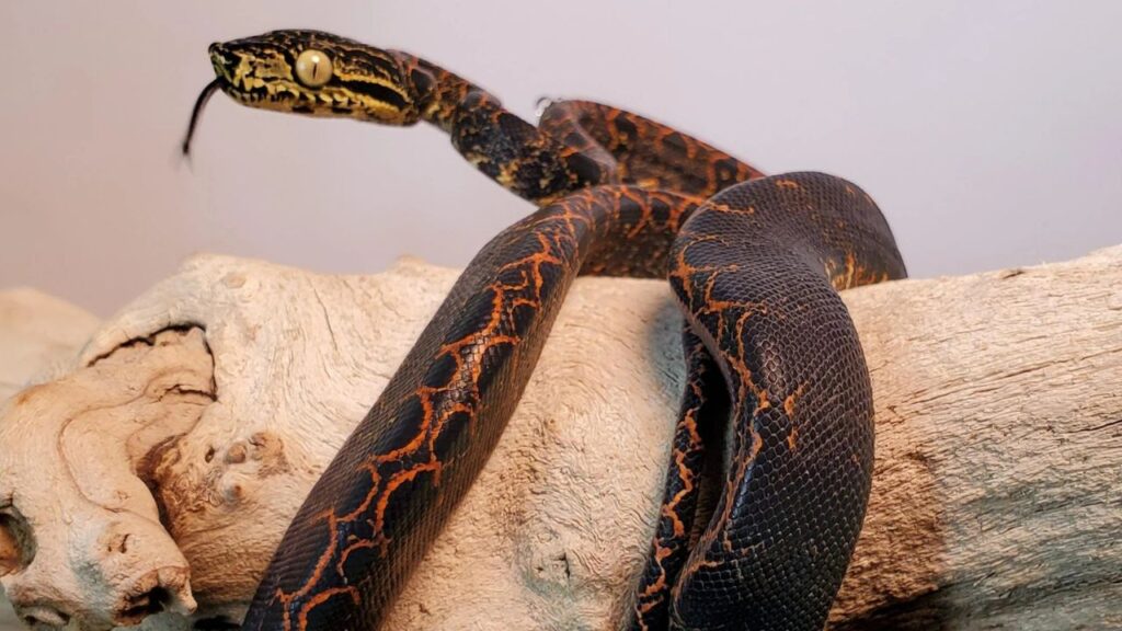 Baby Amazon Tree Boas (Corallus hortulanus)