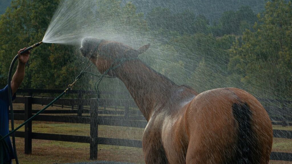 Horse being hosed down in outdoor paddock