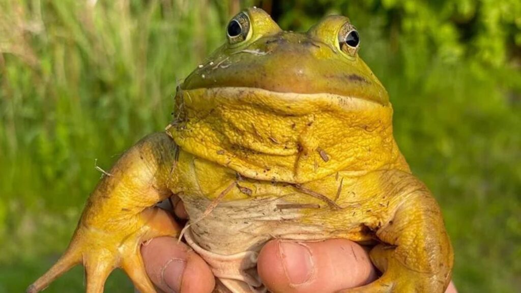 Frog