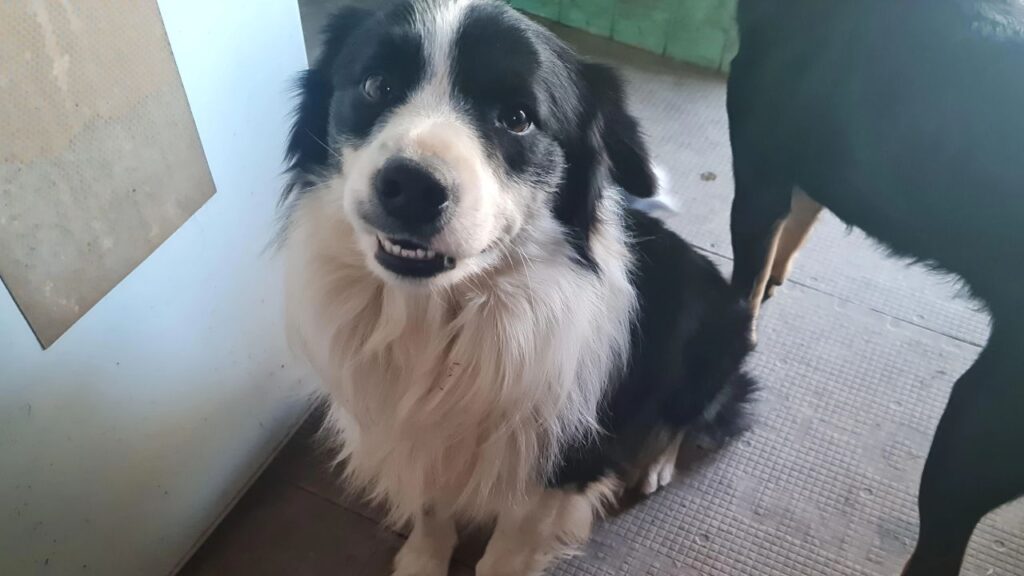 Border Collie Guilt Trap