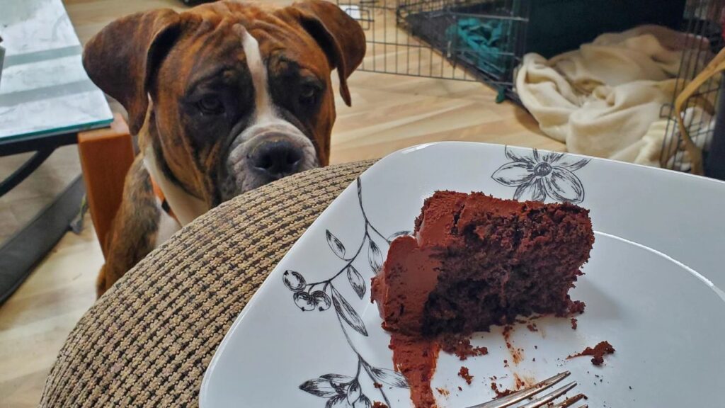 Boxer Dog Guilt trap