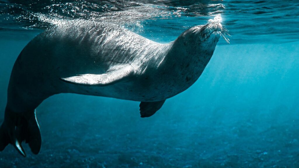 Hawaiian Monk Seal