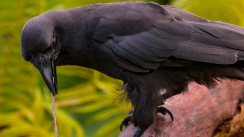 Hawaiian Crow