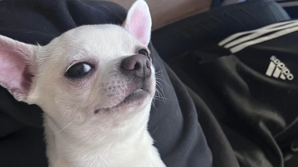 Chihuahua funny