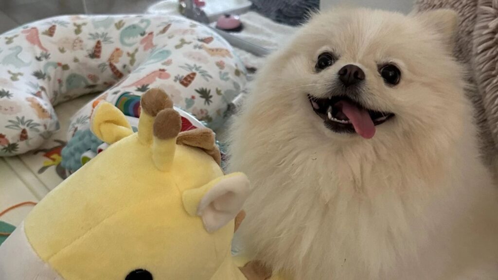 Pomeranian funny