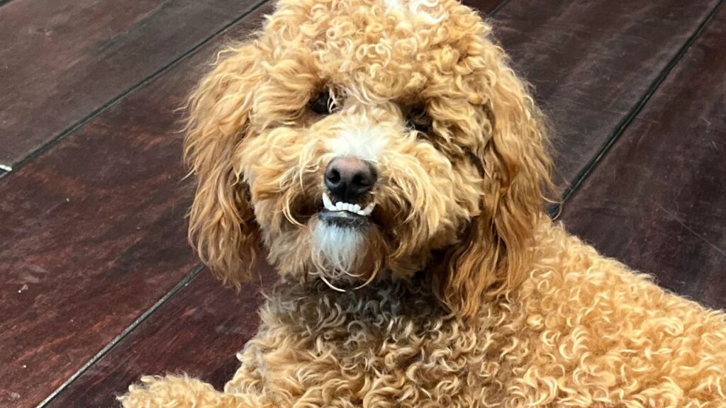 Poodle