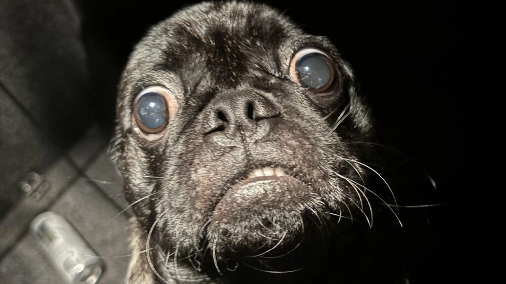 Pug Funny