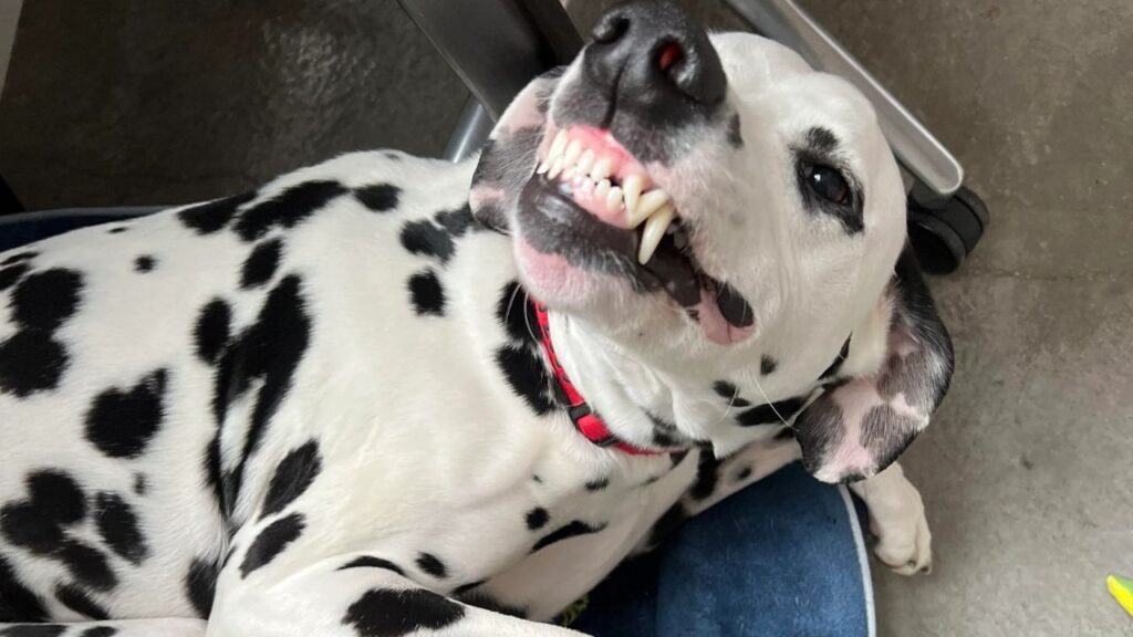 Dalmatian Funny 