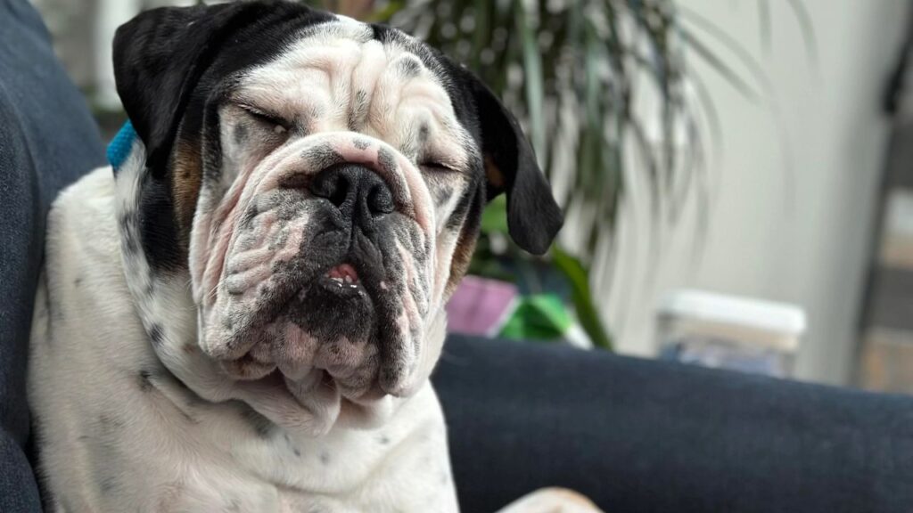 English Bulldog