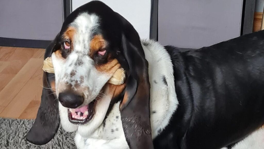 Basset Hound Funny