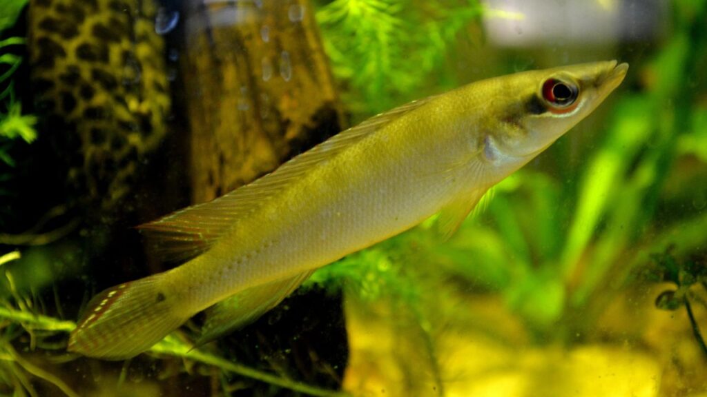 Dwarf Pike Cichlid