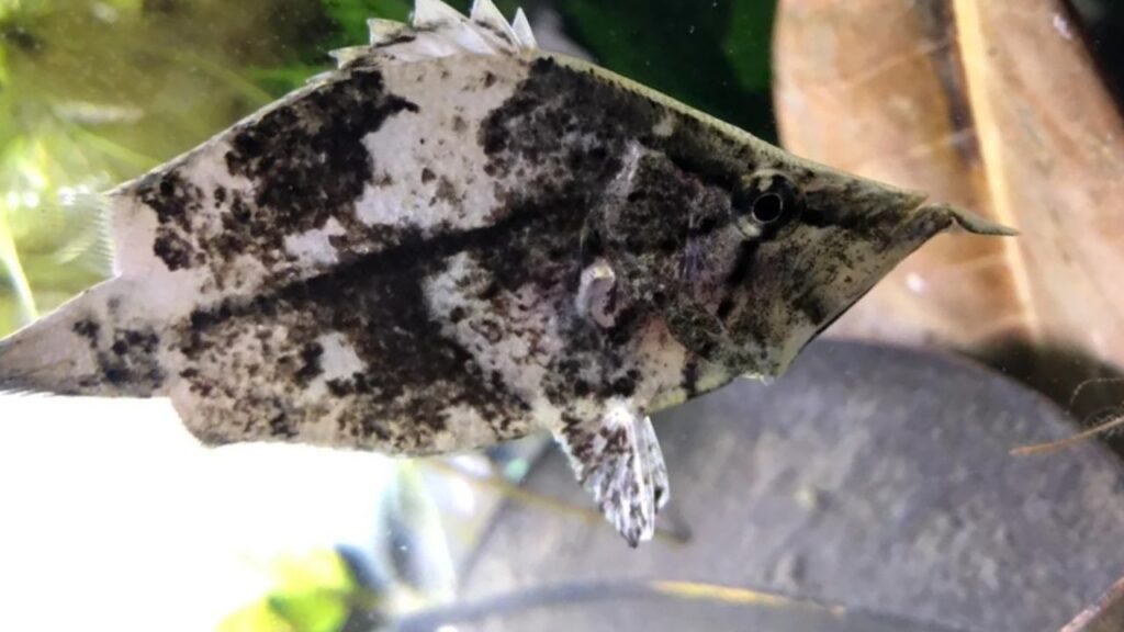 South American Leaf Fish