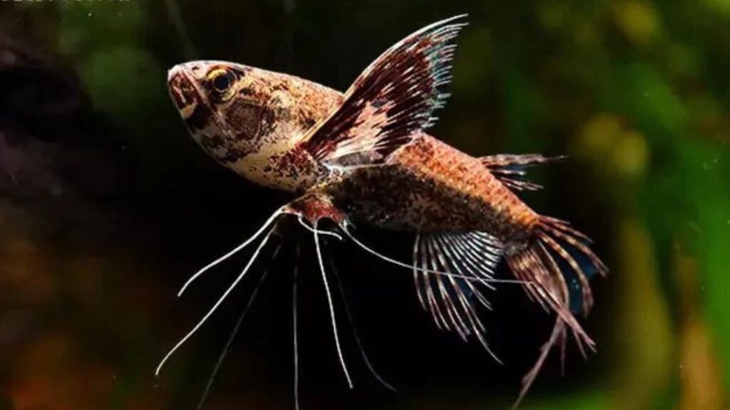 African butterfly fish