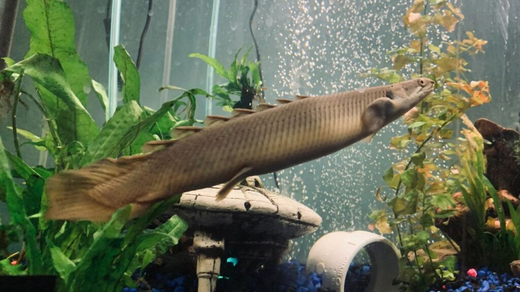 Senegal Bichir