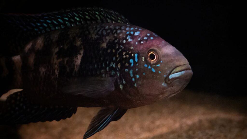 Jack Dempsey (Rocio octofasciata)