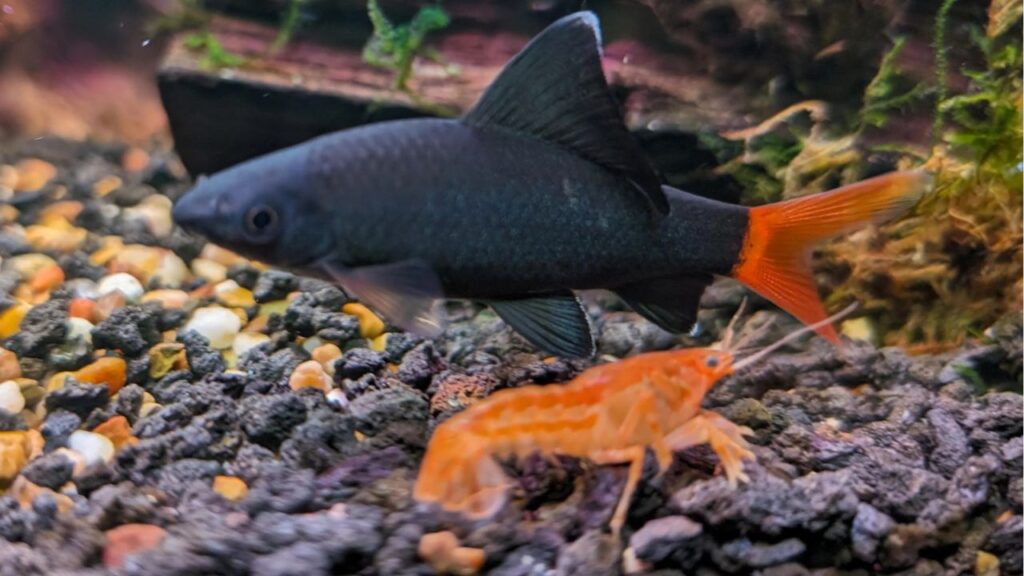 Red Tail Shark (Epalzeorhynchos bicolor)