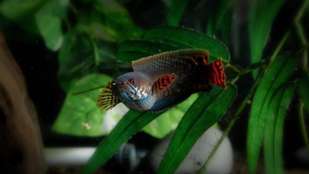 Rainbow Snakehead (Channa Bleheri)