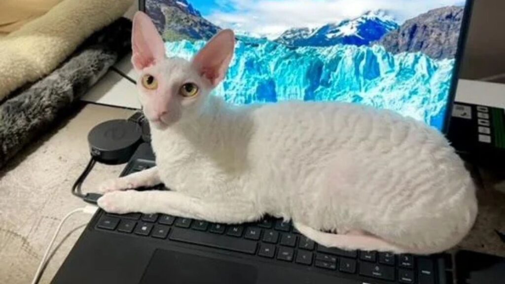 Cornish Rex cat
