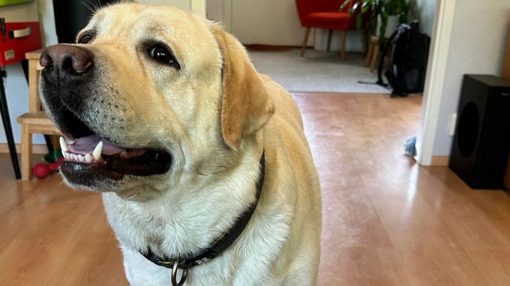 Labrador Retreiver (treat)