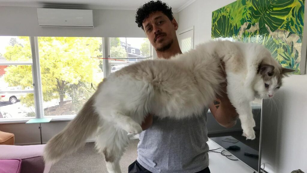 Ragdoll Cat Giant