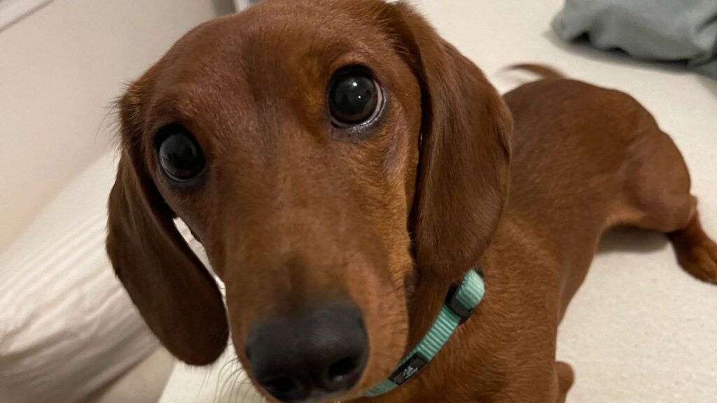 Dachshund