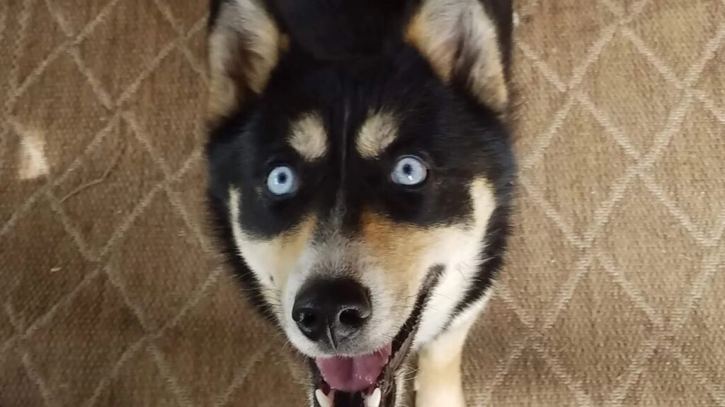 Siberian Husky