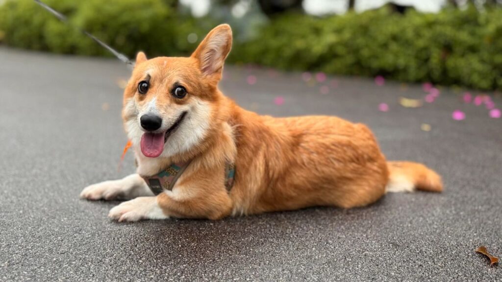 Pembroke Welsh Corgi